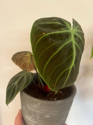 Philodendron Choco Red