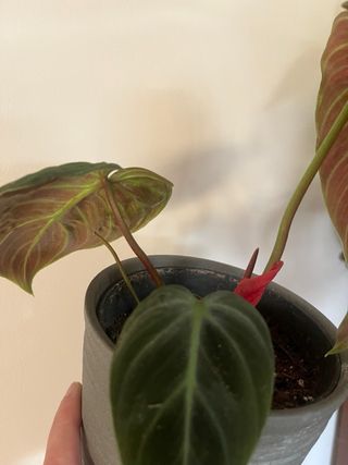 Philodendron Choco Red