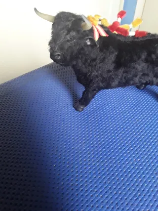 Toro nero da combattimento spagnolo