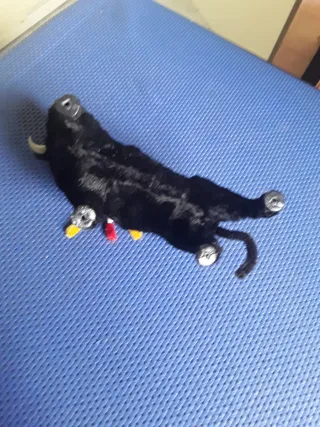 Toro nero da combattimento spagnolo