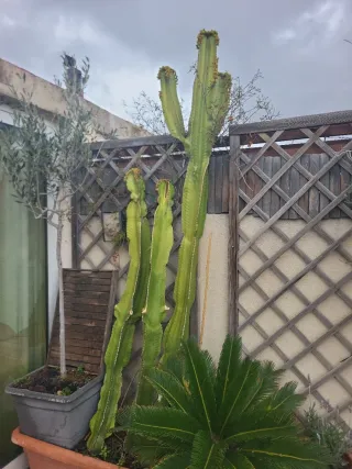 Esquejes de cactus
