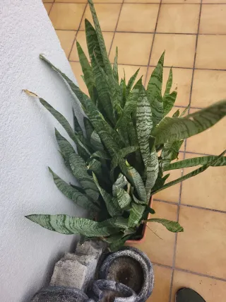 Planta Lengua de Suegra Sansevieria