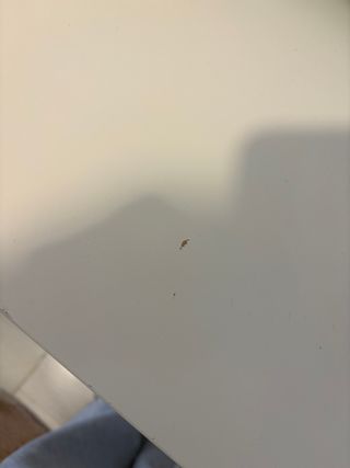 Escritorio blanco . Algun desperfecto en esquinas