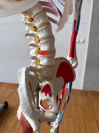 Modelo anatomico