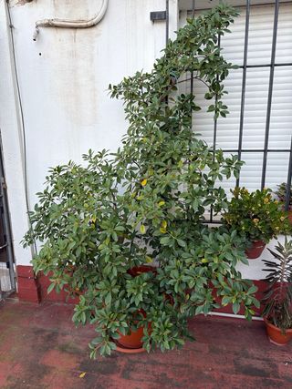 Arbol Ficus en Maceta