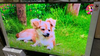 Televisor Samsung The Terrace TQ65LST7TGU