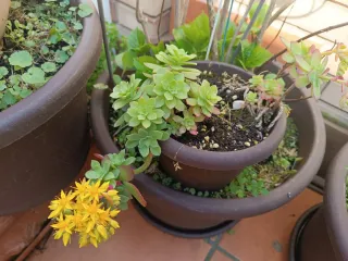 Planta con flores amarillas