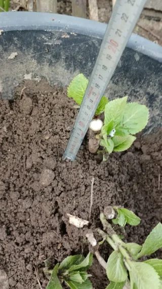 Planta Hortensia con Raíces