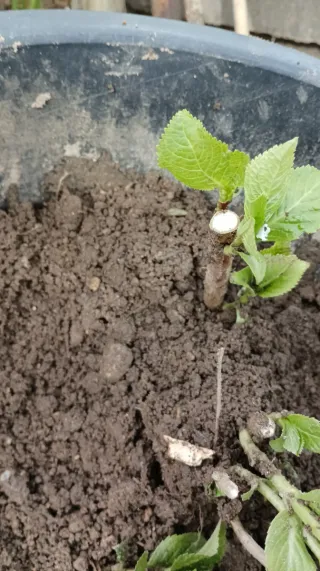 Planta Hortensia con Raíces