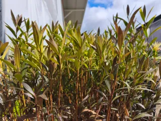 Adelfas: rosas, blancas, amarillas y rojas