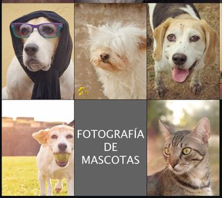 Fotografía para mascotas