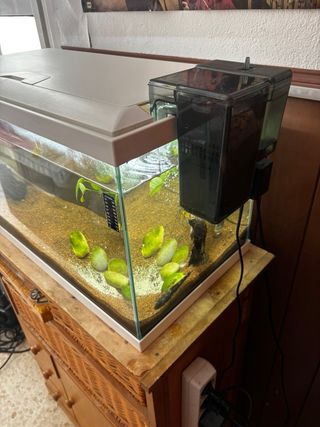 Acuario 60L con filtro Aqua Clear