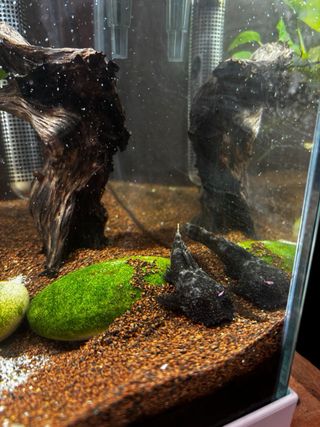 Acuario 60L con filtro Aqua Clear