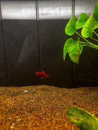 Acuario 60L con filtro Aqua Clear