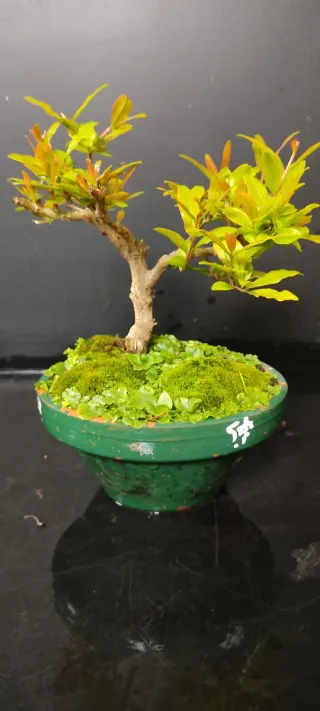 Bonsai Granado