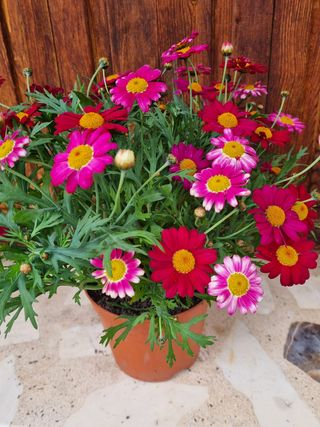 Planta con flores rosas y fucsias (40cm altura)