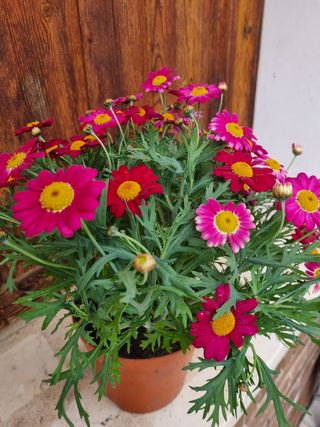 Planta con flores rosas y fucsias (40cm altura)