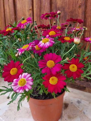 Planta con flores rosas y fucsias (40cm altura)