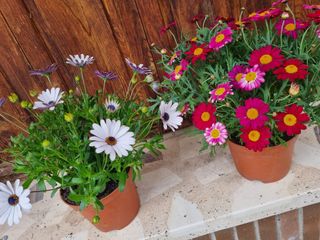 Planta con flores rosas y fucsias (40cm altura)