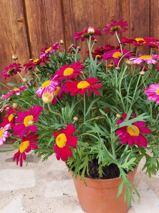 Planta con flores rosas y fucsias (40cm altura)