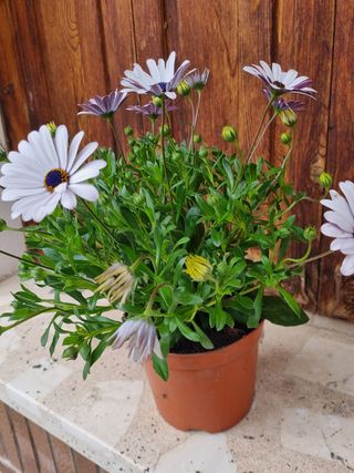 Planta con flores blancas y moradas (40 cm)