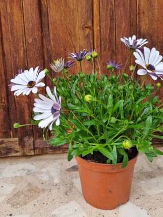 Planta con flores blancas y moradas (40 cm)