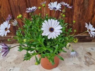 Planta con flores blancas y moradas (40 cm)