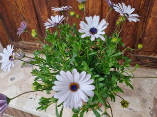 Planta con flores blancas y moradas (40 cm)