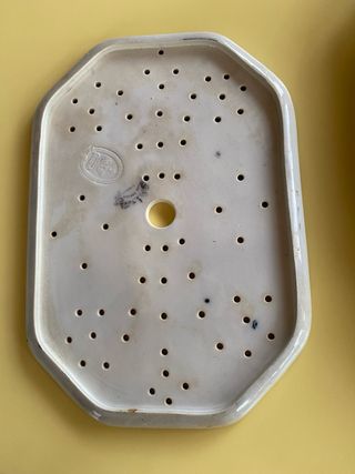 Fuente de  porcelana antigua escocesa Vine Border