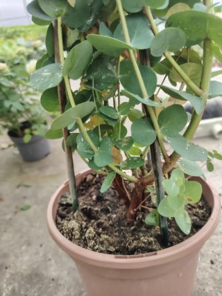 Plantas de Eucalipto en maceta