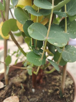 Plantas de Eucalipto en maceta
