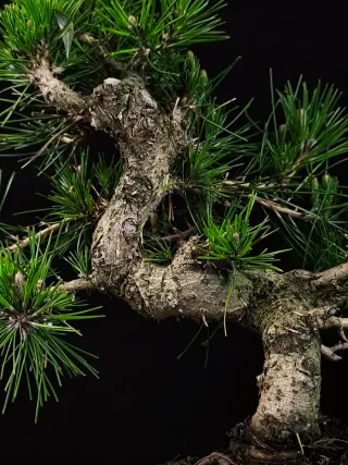 Bonsái Pino Thunbergii