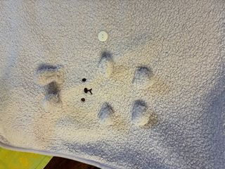 Coperta coniglio lilla Zara