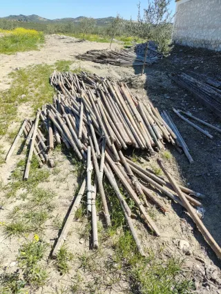 Tutores para plantones de olivar (1.50m-1.70m)