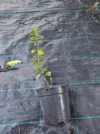 Planta de Laurel Mediana