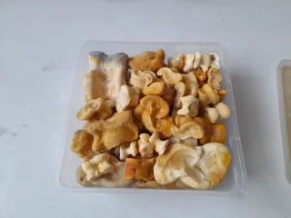 Tabas de hueso de animales