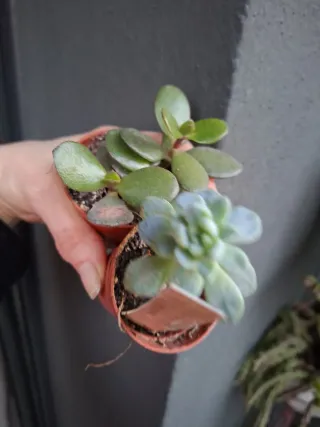 Pareja de Suculentas