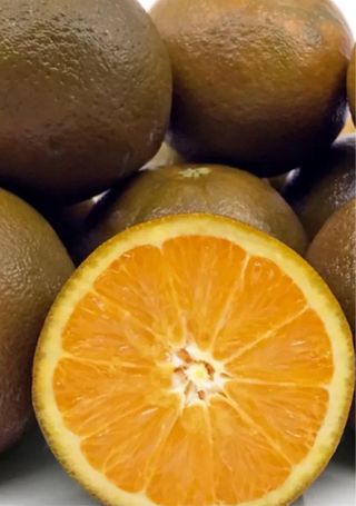 Arancio Navel Chocolate