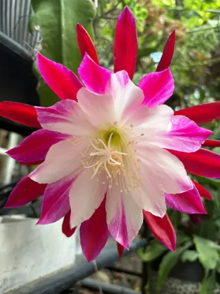 Pack 4 Talee Epiphyllum a scelta tra 1 a 12
