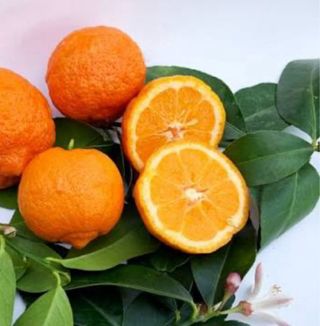 Limetta Rossa Range Pure