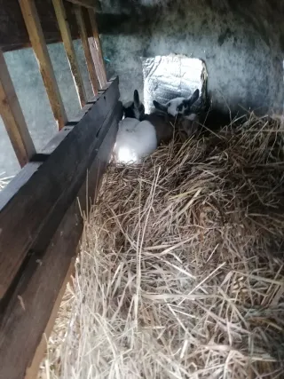 Pistola de Pintura HVLP RZ Tools 450038