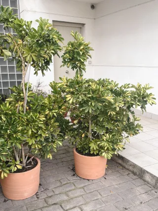 2 Macetas Schefflera Arboricola Gold Capella