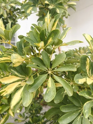 2 Macetas Schefflera Arboricola Gold Capella