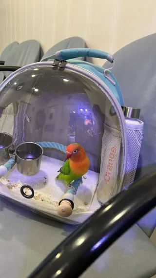 Mochila Transportín para Mascotas Transparente