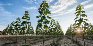 Esquejes Raíces Paulownia Shantong