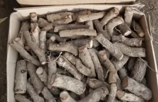 Esquejes Raíces Paulownia Shantong