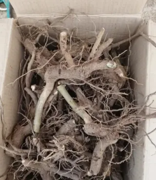 Esquejes Raíces Paulownia Shantong