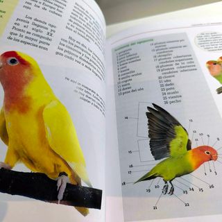 Libros sobre el Cuidado de Agapornis