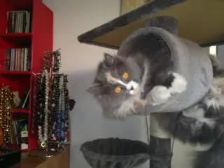 Cat sitter Milano
