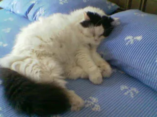Cat sitter Milano